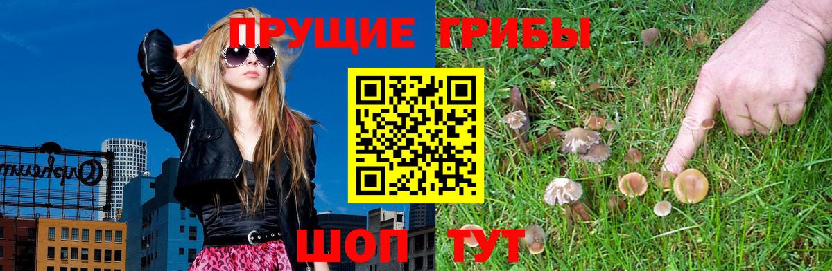 Новотроицк  Галлюциногенные грибы Psilocybine cubensis  Вход с VPN 